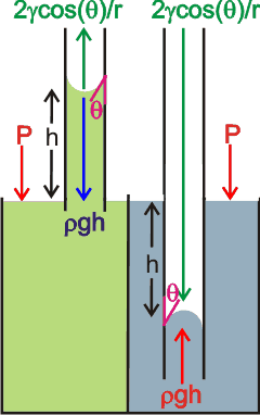 Capillary effects