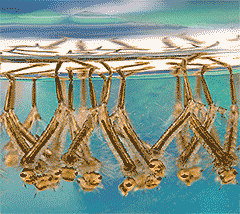 Mosquito larvae; Attribution:  James Gathany