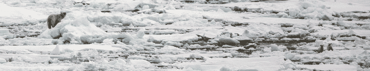 Arctic sea ice