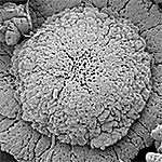 Vaterite